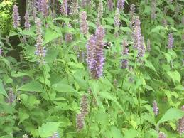 Best annual flowers for honey bees and native bees. Pollinator Garden Wikipedia