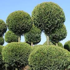 Ha a kérdéses növény nem leyland ciprus akkor mi lehet? Leyland Ciprus Formara Nyirt