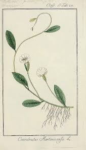 Image result for Aniseia martinicensis