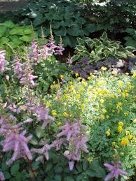 Rotary Botanical Gardens Hort Blog Yellow Fumitory Corydalis Lutea Shade Annuals Shade Perennials Botanical Gardens