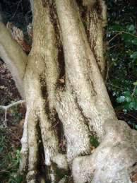 Image result for Canthium inerme