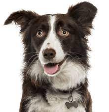 Beautiful puppies, two litters to choose from. Border Collie Puppies For Sale Adoptapet Com
