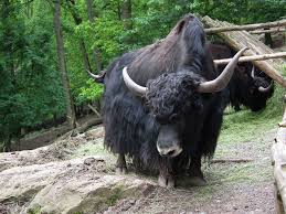 Image result for yak