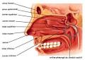 La pharyngite Pharmacien Giphar