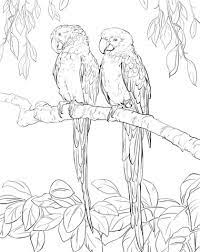 Two Scarlet Macaws Coloring Page From Macaw Category Select From 24104 Printable Crafts Of Cartoons Na Bird Coloring Pages Super Coloring Pages Bird Drawings