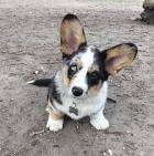 Blue Merle Pembroke Welsh Corgi
