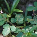 Image result for Grona adscendens