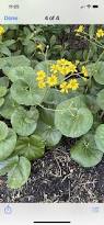 Image result for Begonia pulcherrima