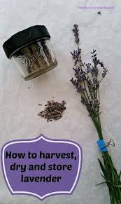 Dried lavender is gaining popularity at the moment for home crafts. How To Harvest And Dry Lavender Harvesting Lavender Lavender Plant Dried Lavender
