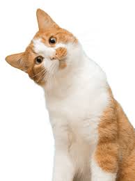 Declawing cat asks adopters not to declaw adopted cats. Declawed Cats For Adoption Near Me Petfinder