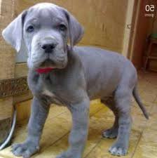 I have both parents at home so. Blue Great Dane Puppies For Sale In California Petsidi