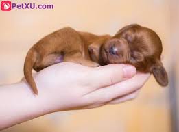 Their eyes begin to lose the thin film layer. When Do Puppies Open Their Eyes Start Walking 0 8 Week Newborn Puppies Physical Changes And Care Petxu