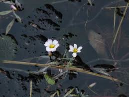 Image result for Cabombaceae