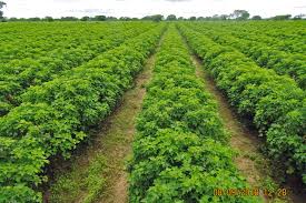 Image result for Jatropha schlechteri