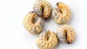 grub worm control sod university sod solutions grub worms white worms worms