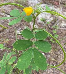 Image result for Senna obtusifolia