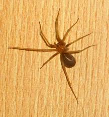 These little creatures are dangerous and humans who fear them are often right! Most Dangerous Spiders In California Owlcation