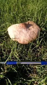 Growing mushrooms in a backyard garden is possible. Mushrooms And Toadstools Are Popping Up In Lawns And Gardens Arizona News Pinalcentral Com