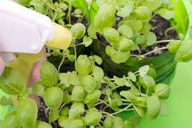 4.2 out of 5 stars. 6 Ways To Increase Humidity For Houseplants Homestead Brooklyn