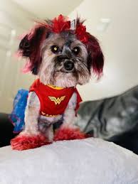 We definitely plan to use dawn again and i. Dawn S Pet Palace 454 Photos 187 Reviews Pet Groomers 4949 Marconi Ave Carmichael Ca Phone Number
