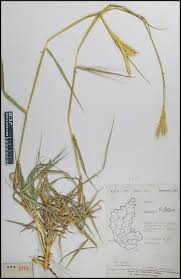 Image result for Ischaemum afrum