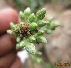 Image result for Blumea squarrosa