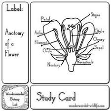 Anatomy Of A Flower Parts Diagram Printable Science Worksheets Part Of A Flower Parts Of A Flower Science Worksheets Parts Of A Plant