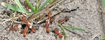 Image result for evolved mutation of ants in bodies who enslaved to build temple