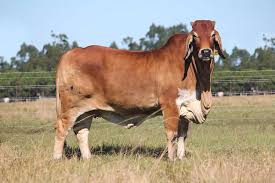 The brahman cattle is a very popular breed in it's native area and some other countries around the world. Brahman Cattle For Sale Are Seeing Increased Demand In Florida The U S And For Export