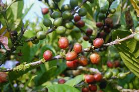Image result for Coffea ligustroides
