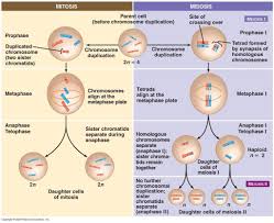 Remix Of The Process Of Mitosis Is Pmat Where Prophase By Joan Tolomeo Mitosis Meiosis Mitosis Meiosis