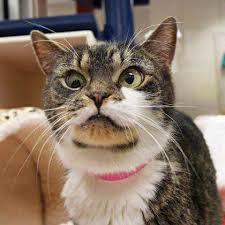 Check spelling or type a new query. This Is Doug He S One Of The Good Ones Album On Imgur