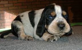 Our bluetick coonhound puppies for sale come from either usda licensed commercial breeders or hobby breeders with no more than 5 breeding mothers. Davis Branch Blueticks About Us