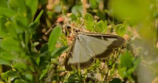 Image result for caterpillar box tree moth inside buxus plant