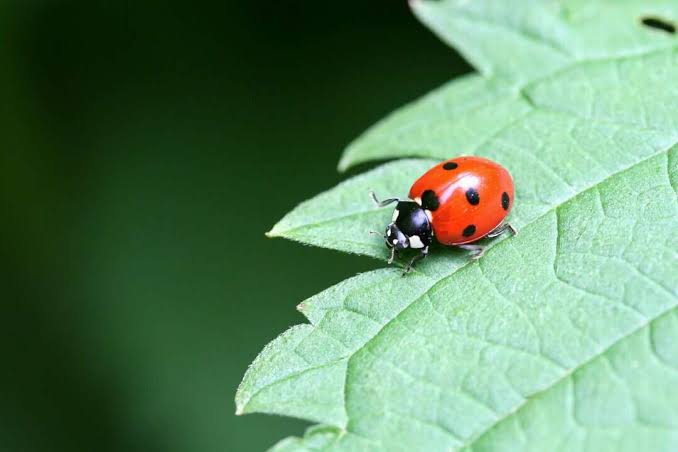 7 Natural Predators Of Whiteflies For Your Garden - Pest Pointers
