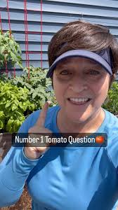 The topic of pruning suckers off tomatoes is controversial. Like most  problems the answer isn’t yes or no: it depends