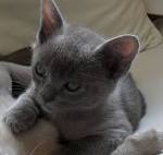 Rainbow Burmese Cattery - Burmese Kittens, Burmese Cats