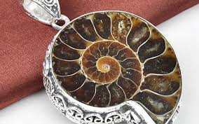 Kết quả hình ảnh cho ốc biển