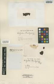 Image result for Polystachya caloglossa