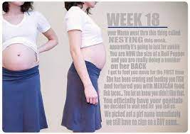 While your belly usually expands because of the growing baby, a few other factors are also involved. Genius Photos Of A Growing Pregnant Belly Glamour