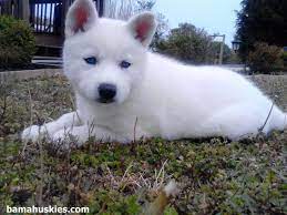Kahleesi Went Home Today Siberian Husky Puppies For Sale Husky With Blue Eyes White Husky Puppy White Husky
