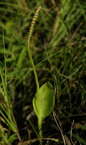 Image result for Ophioglossum gomezianum