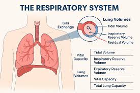 Image result for Lung Volume
