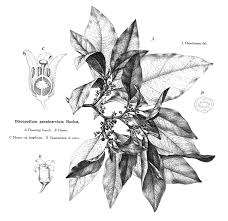 Image result for Discopodium penninervium