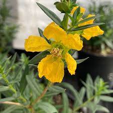 Image result for Heimia salicifolia