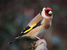 Saka The Goldfinch Hayvanlar Kusu