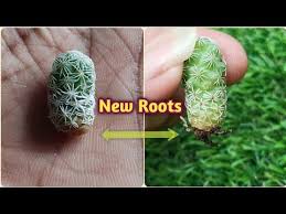 How to propagate cactus plants and cactus pups. How To Grow Cactus Pups Mammillaria Gracilis Clumps With Update Youtube How To Grow Cactus Cactus Plants Cactus