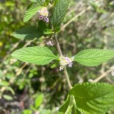 Image result for Lippia abyssinica