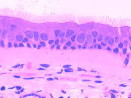 Histology Gallery Gallery Outdoor Decor Tissue Types