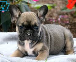 They are small, easy to handle and good with people and other pets. Champ French Bulldog Mix Puppy For Sale Keystone Puppies